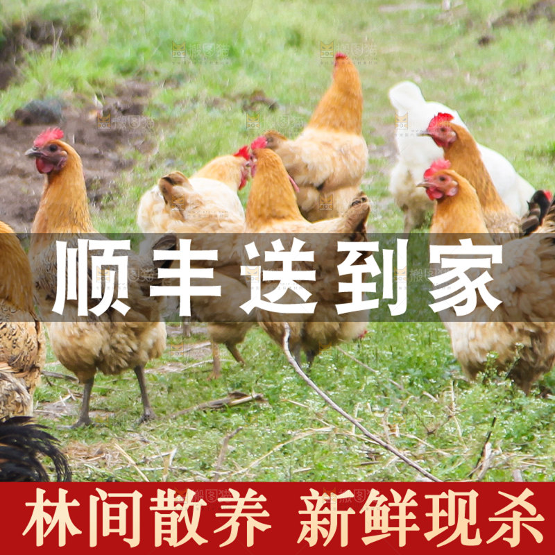 老母鸡主图