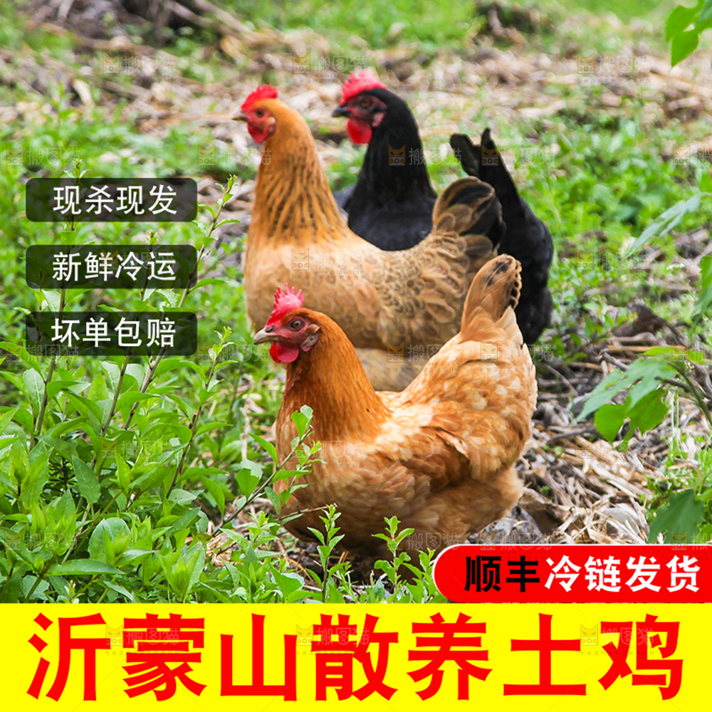 老母鸡主图
