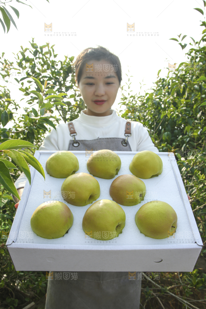 礼盒里的玉露香梨
