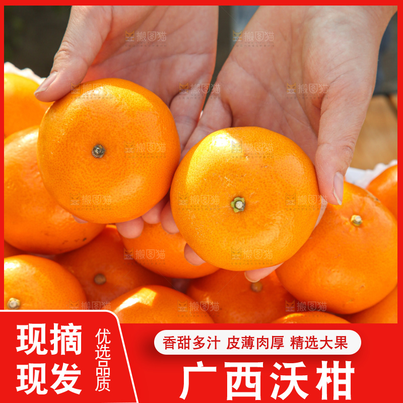 礼盒里装着的沃柑