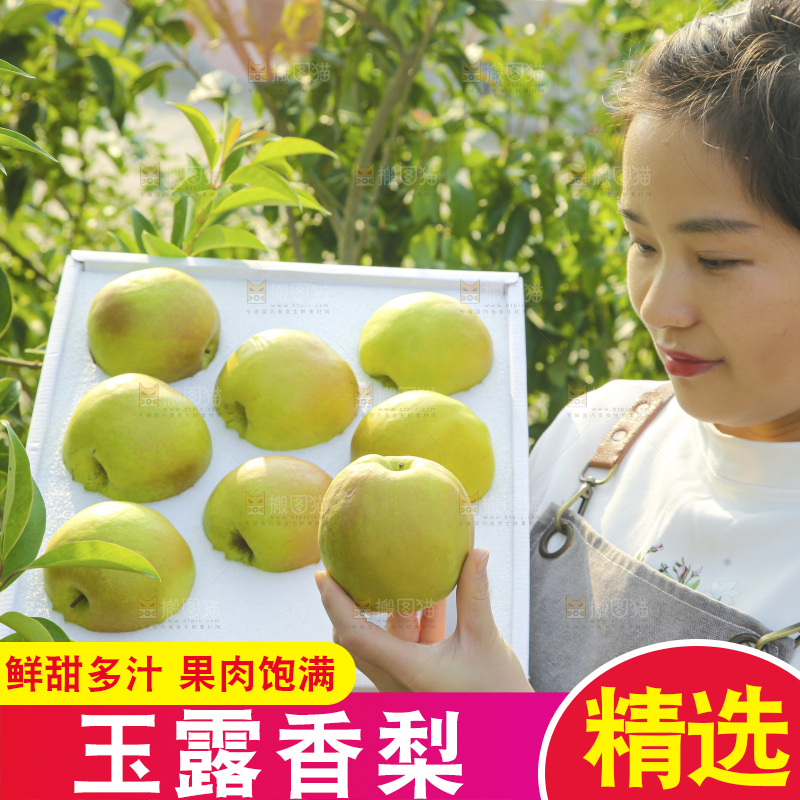 礼盒里的玉露香梨