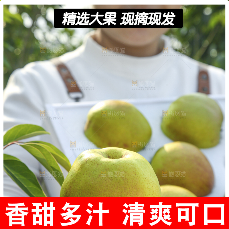 礼盒里的玉露香梨