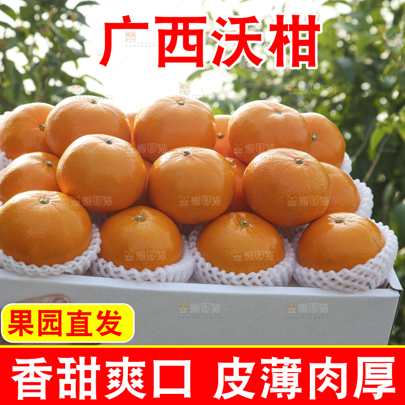 礼盒里装着的沃柑