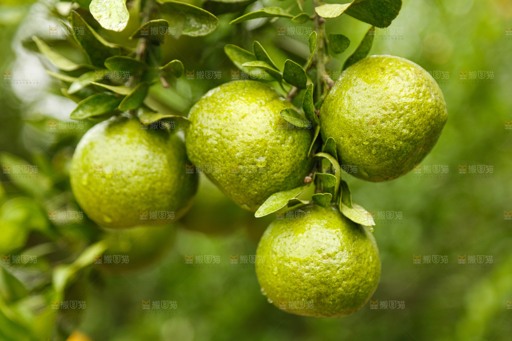 树上的新鲜橘子