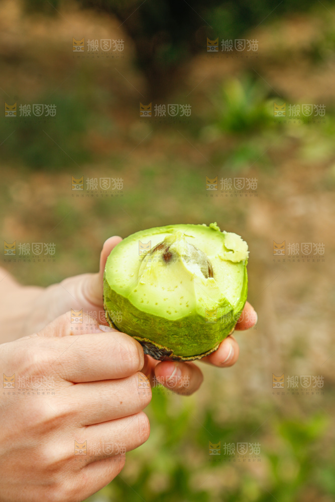 手里拿着个牛油果
