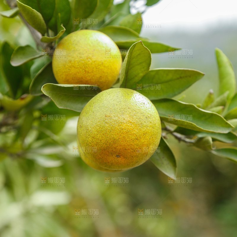 树上的新鲜橘子