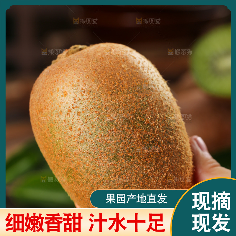 深底上的徐香猕猴桃