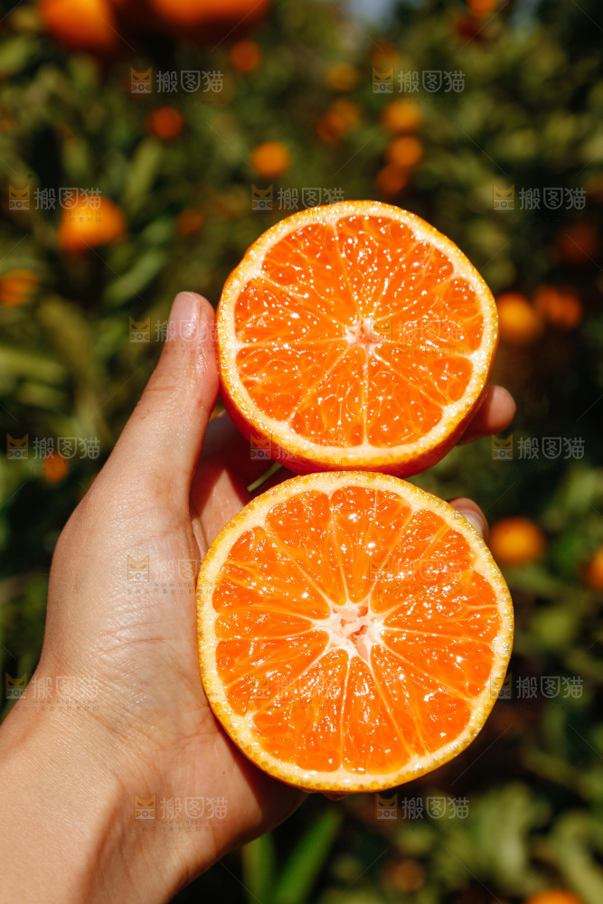 手里拿着新鲜蜜桔