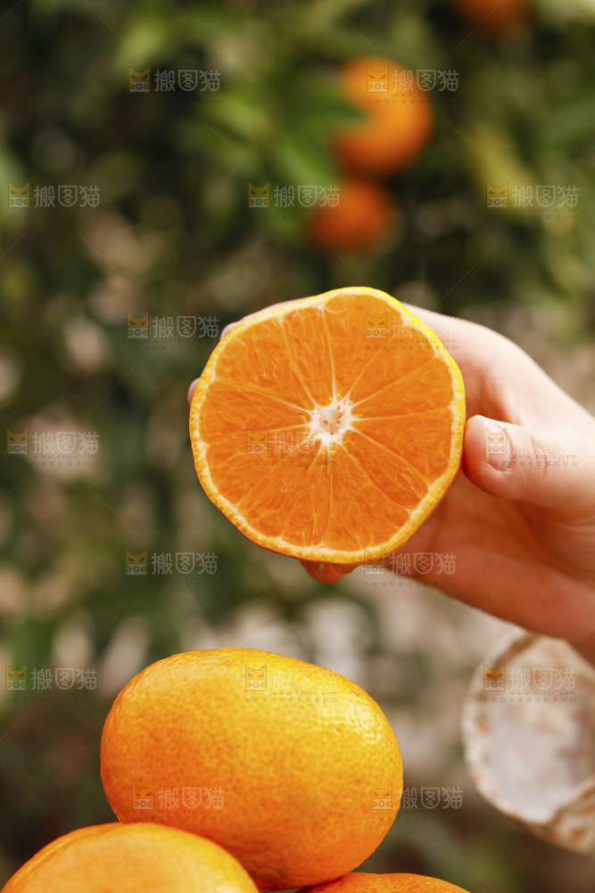 手里拿着涌泉蜜桔