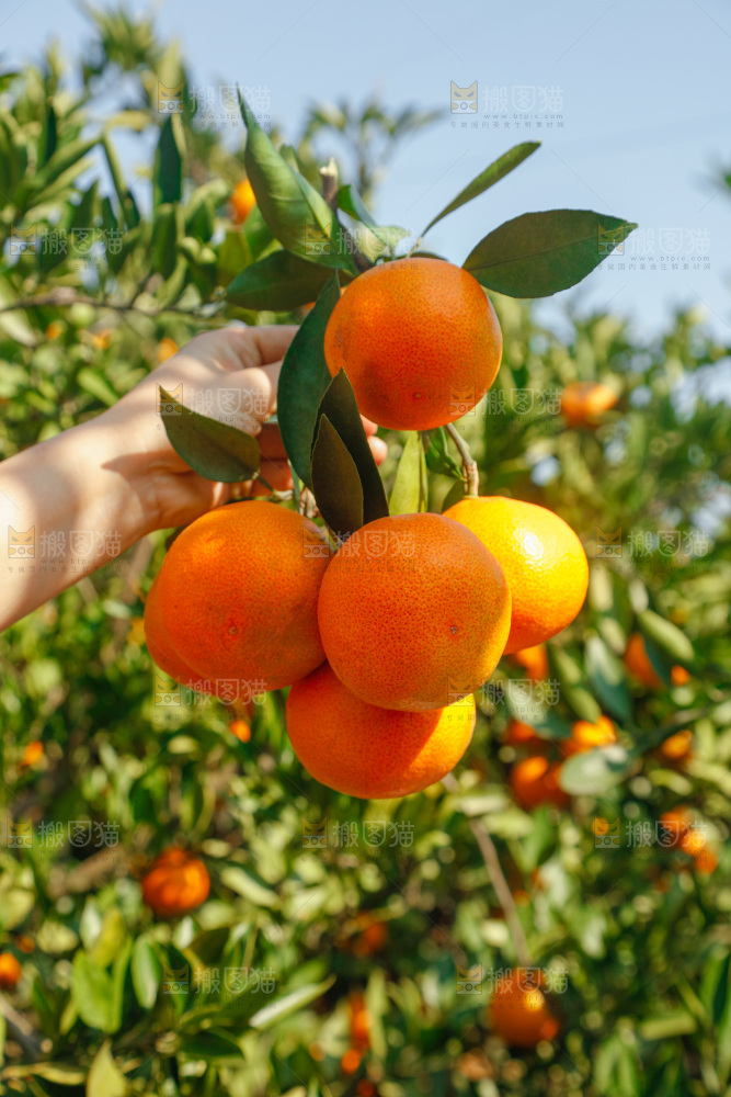 手里拿着新鲜蜜桔