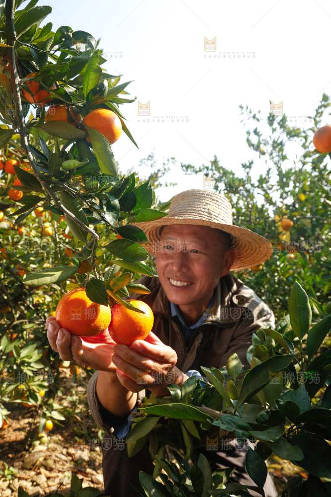 手里拿着新鲜蜜桔