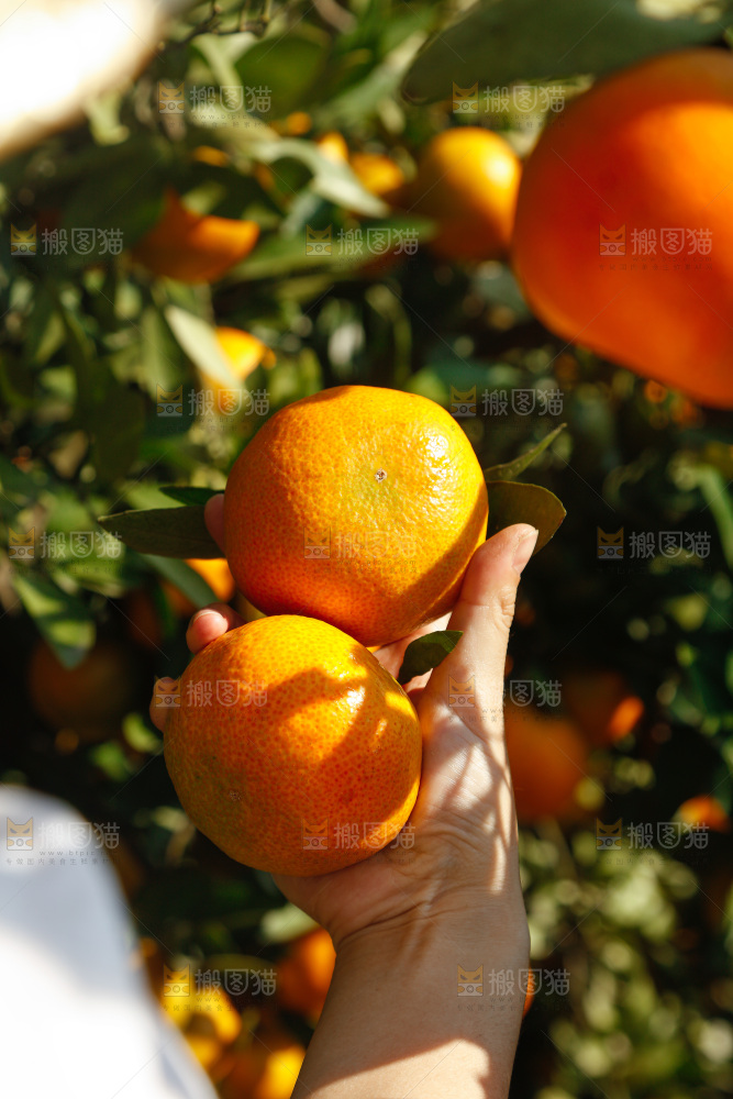手里拿着新鲜蜜桔