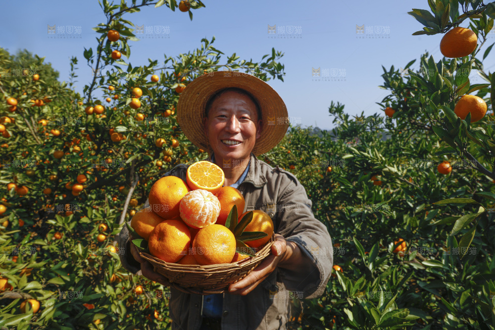 手里拿着新鲜蜜桔