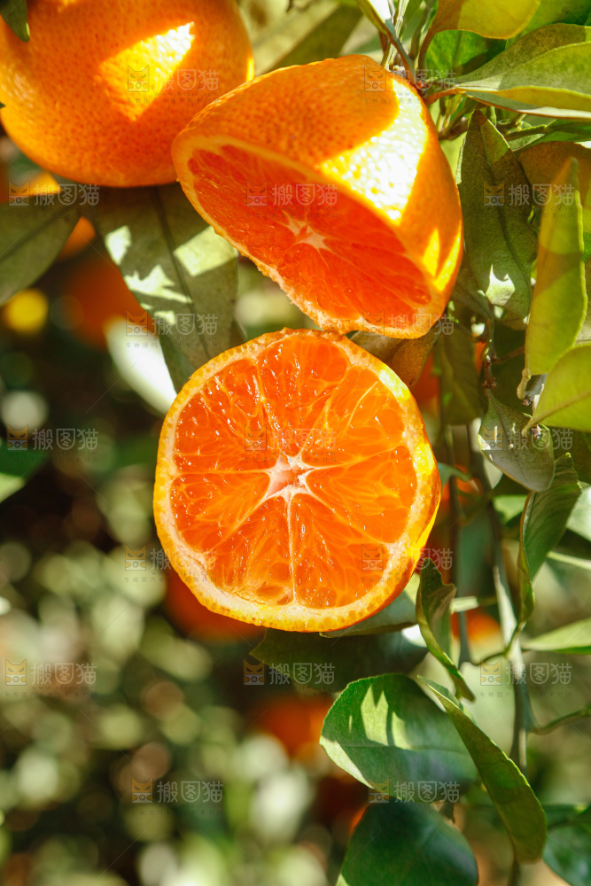 手里拿着新鲜蜜桔