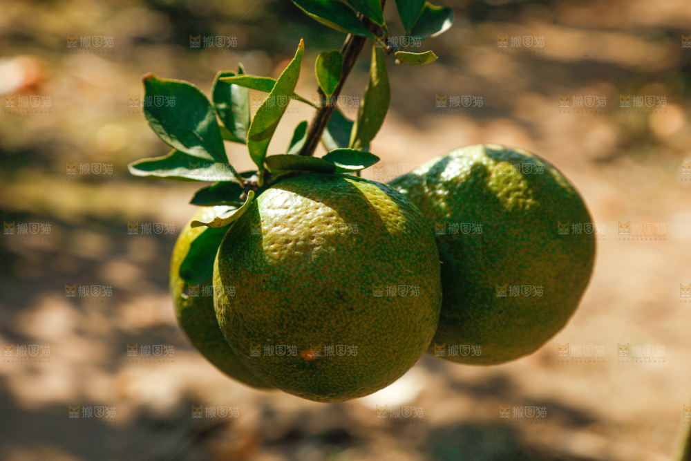 手里拿着新鲜蜜桔