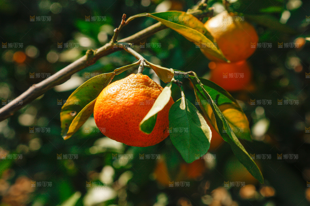 手里拿着新鲜蜜桔