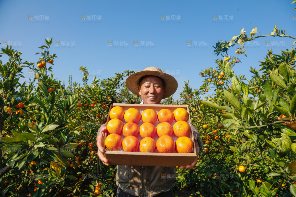 礼盒里的新鲜蜜桔