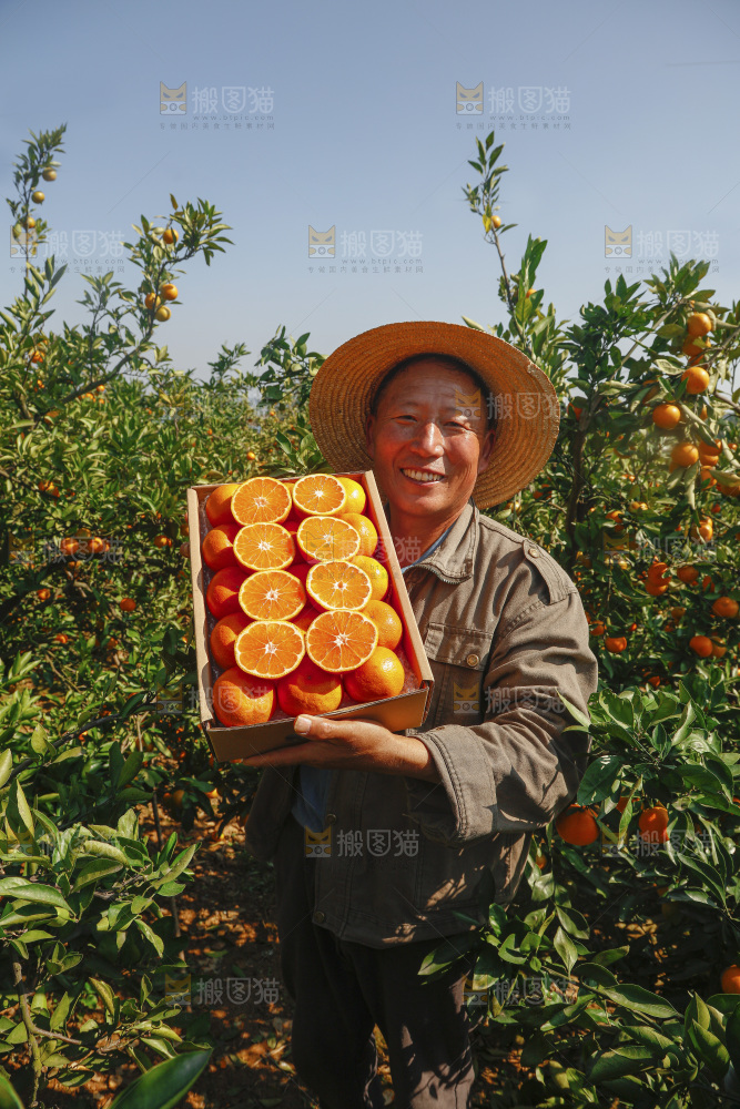 礼盒里的新鲜蜜桔