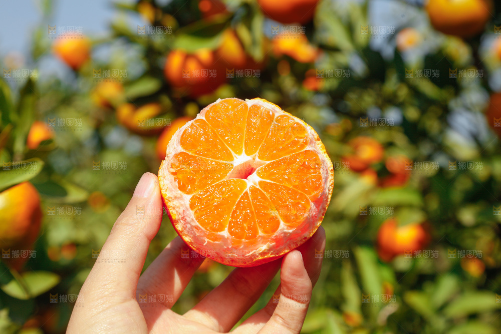 手里拿着新鲜蜜桔