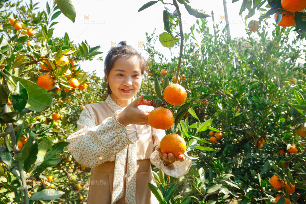 手里拿着新鲜蜜桔
