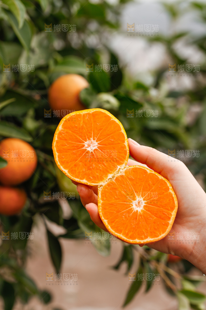 手里拿着涌泉蜜桔