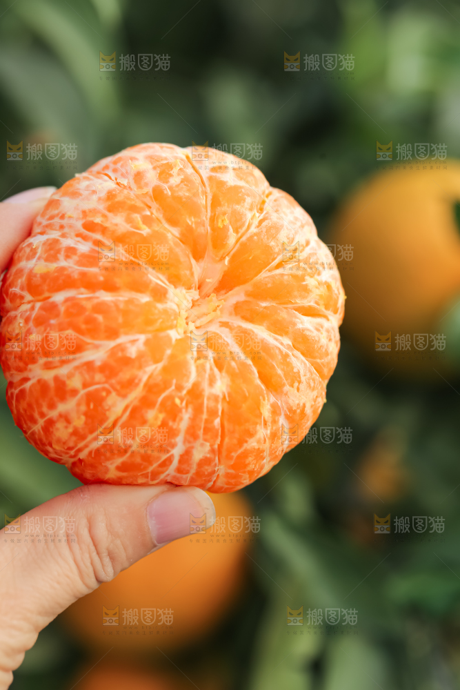 手里拿着新鲜沃柑