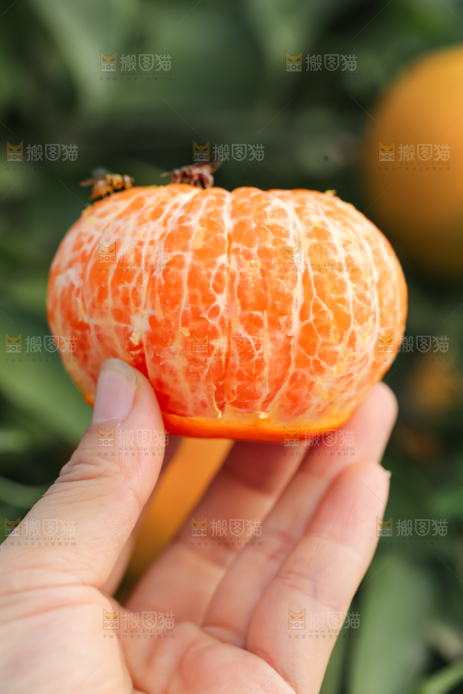 手里拿着新鲜沃柑
