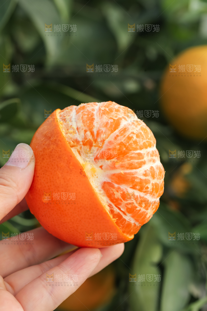 手里拿着新鲜沃柑