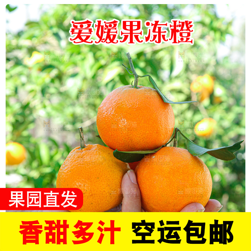 手里拿着爱媛果冻橙
