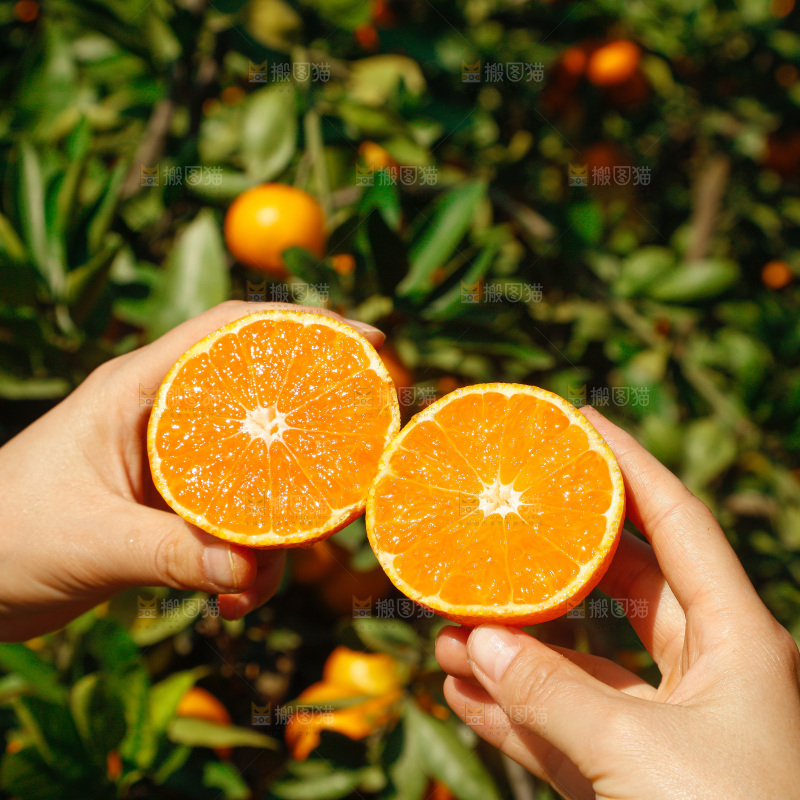 手里拿着新鲜蜜桔