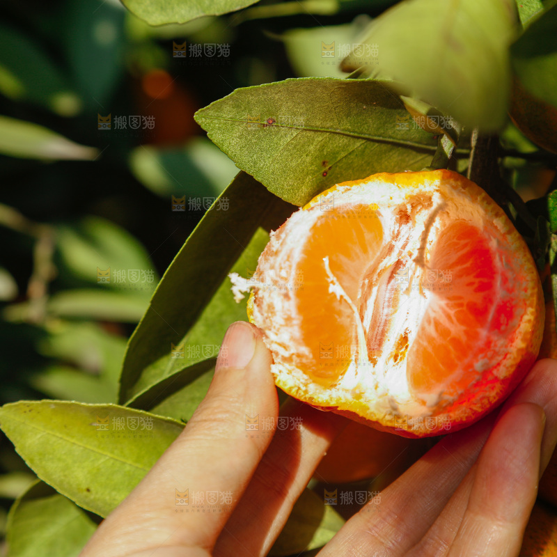 手里拿着新鲜蜜桔