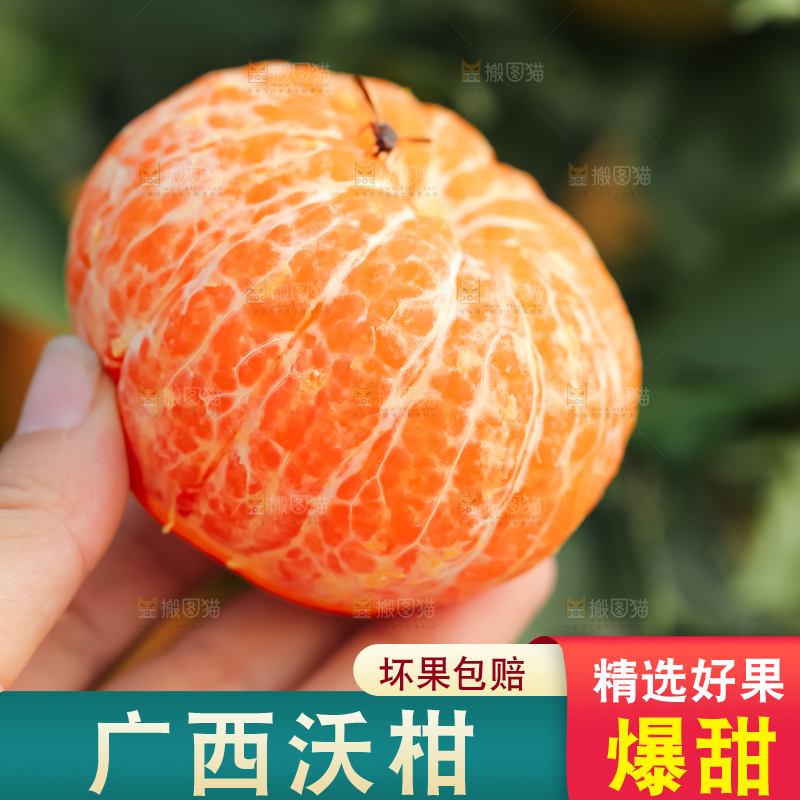 手里拿着新鲜沃柑