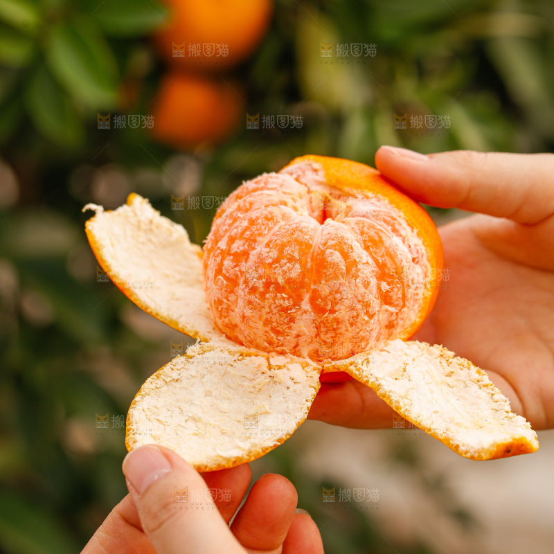 手里拿着涌泉蜜桔