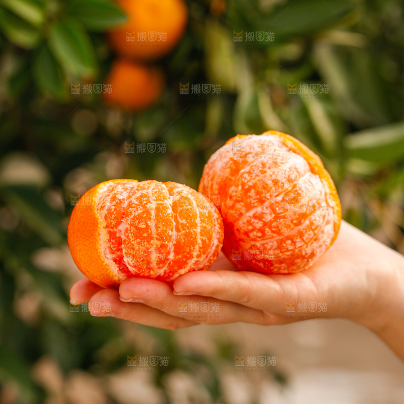 手里拿着涌泉蜜桔