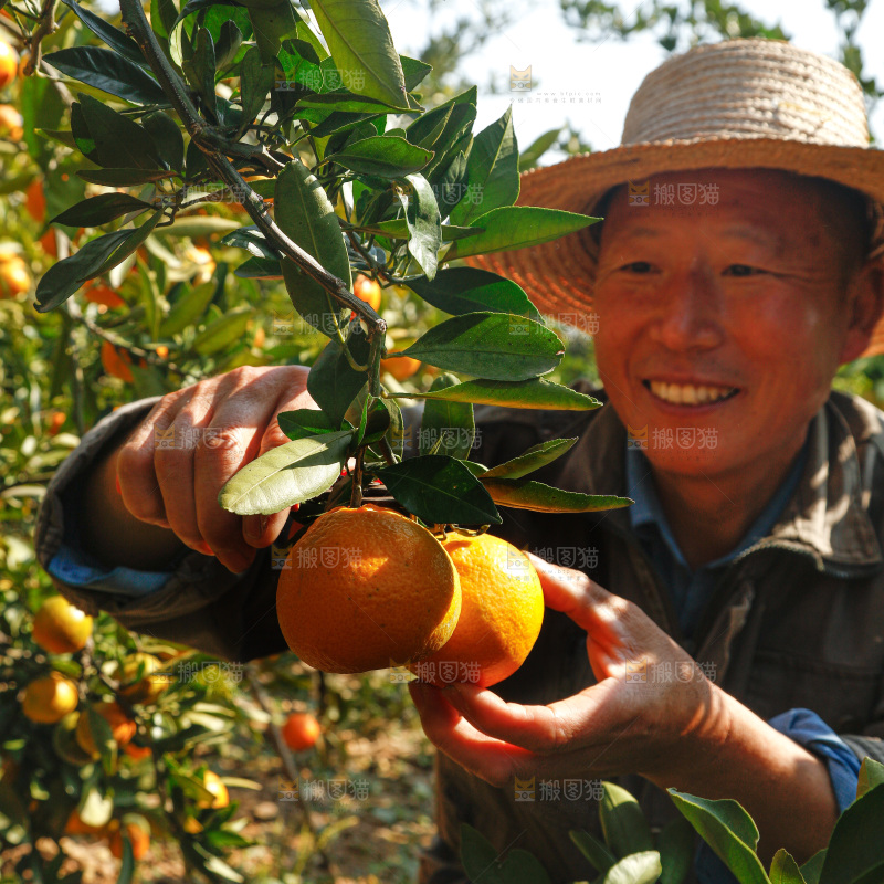 手里拿着新鲜蜜桔