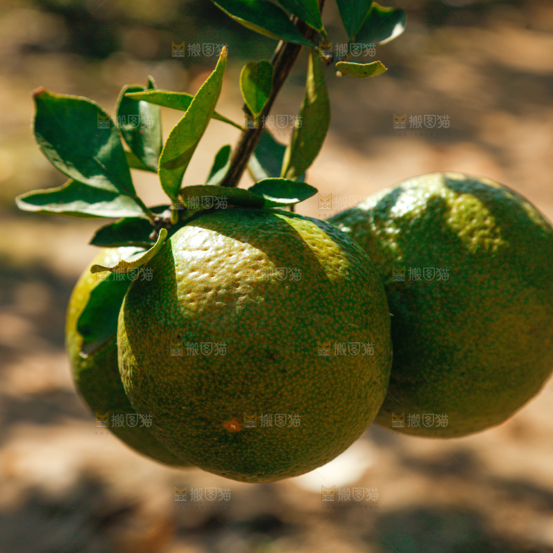 手里拿着新鲜蜜桔