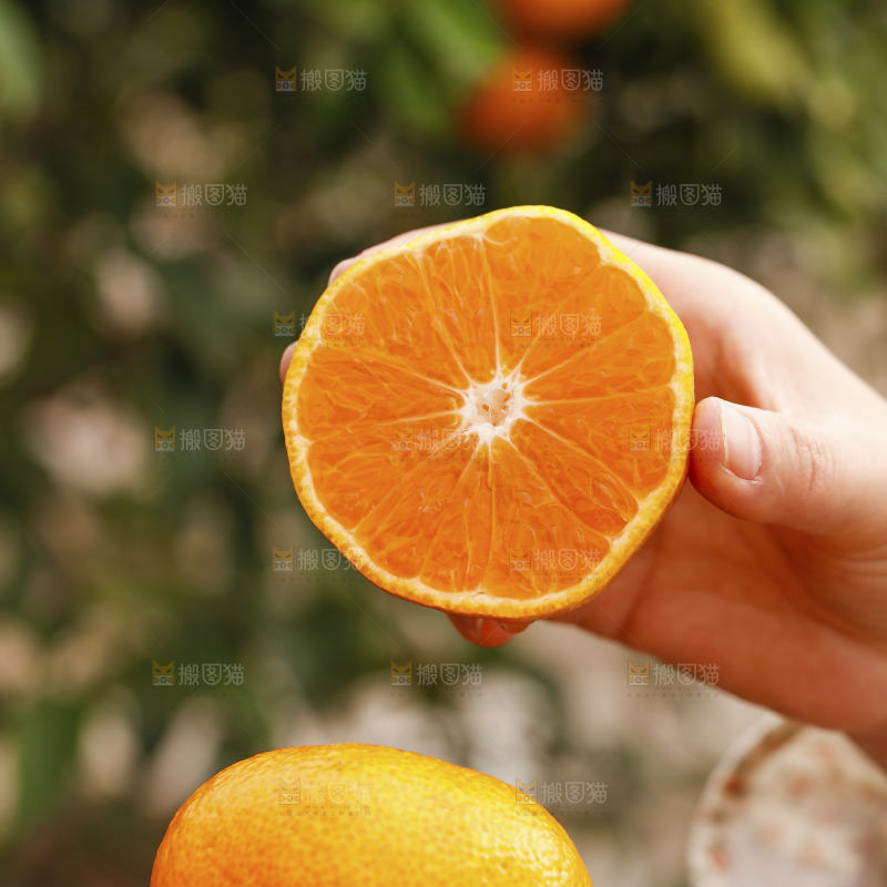 手里拿着涌泉蜜桔
