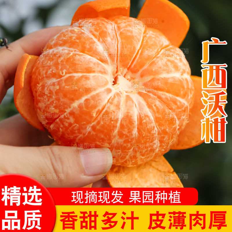 手里拿着新鲜沃柑