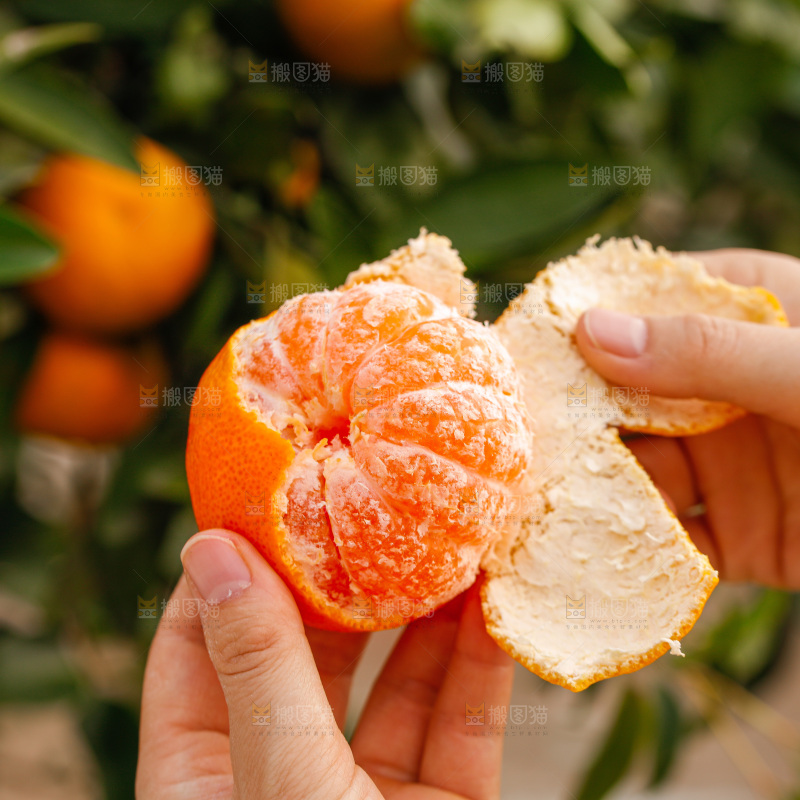 手里拿着涌泉蜜桔