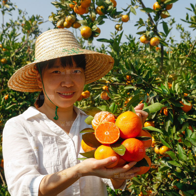 手里拿着新鲜蜜桔