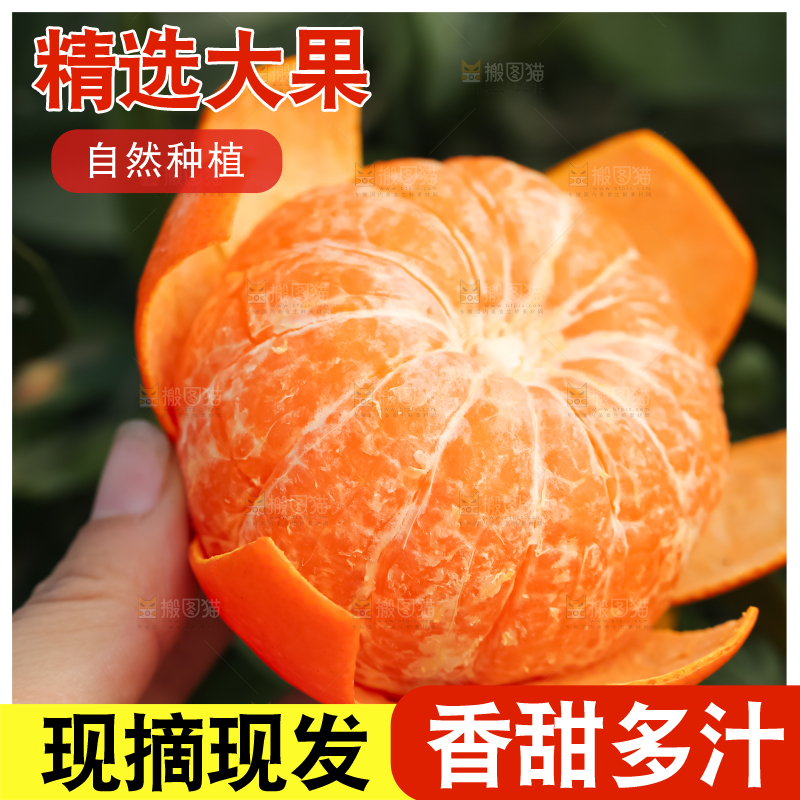 手里拿着新鲜沃柑