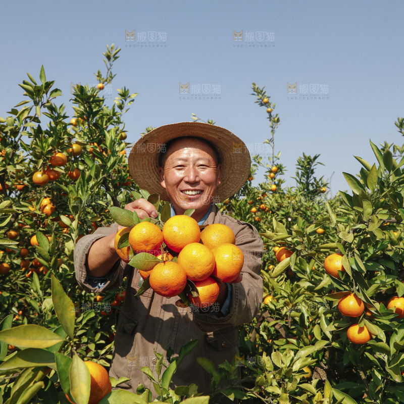 手里拿着新鲜蜜桔