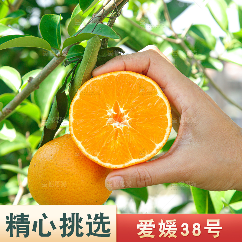 手里拿着爱媛果冻橙