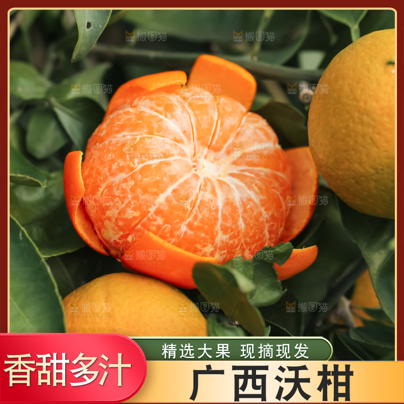 手里拿着新鲜沃柑