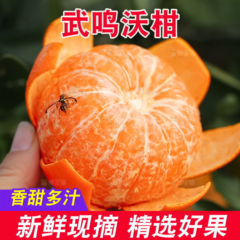 手里拿着新鲜沃柑