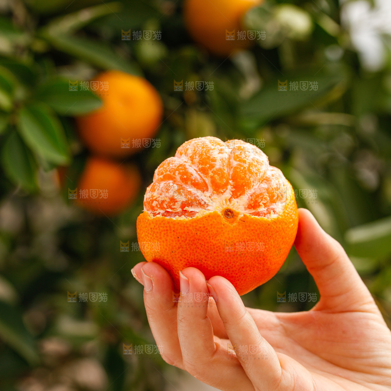 手里拿着涌泉蜜桔