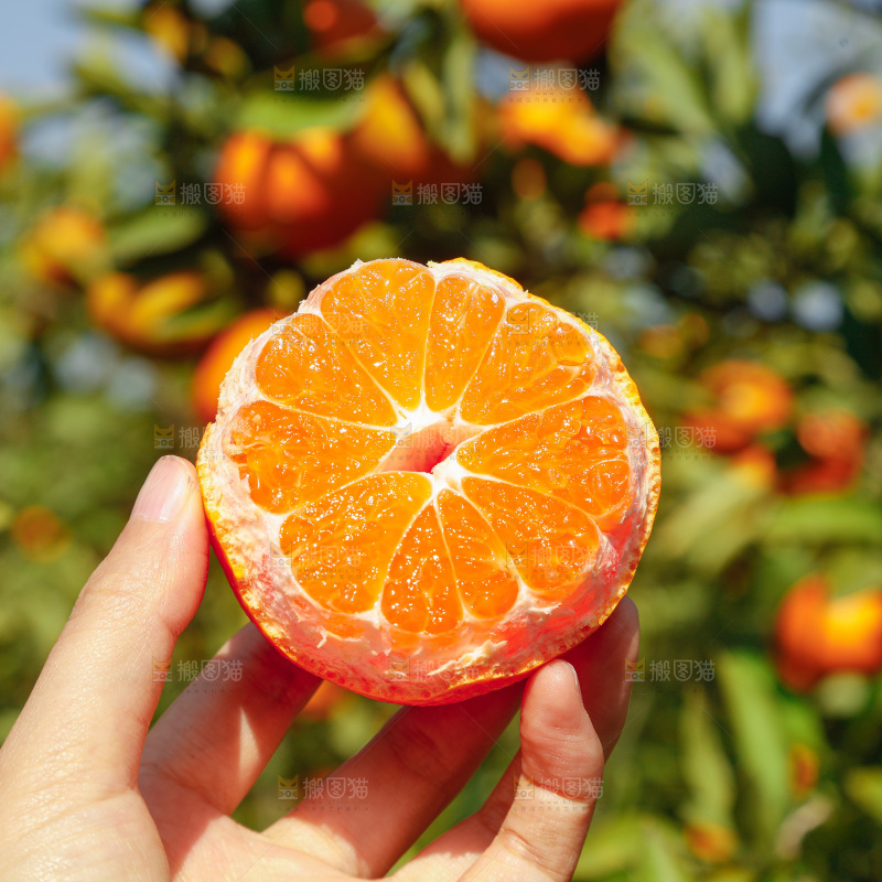 手里拿着新鲜蜜桔