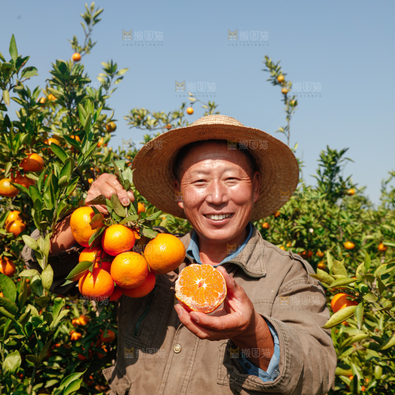 手里拿着新鲜蜜桔