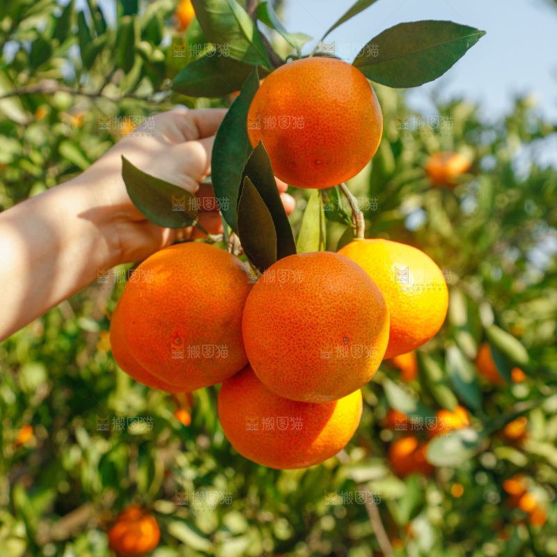 手里拿着新鲜蜜桔