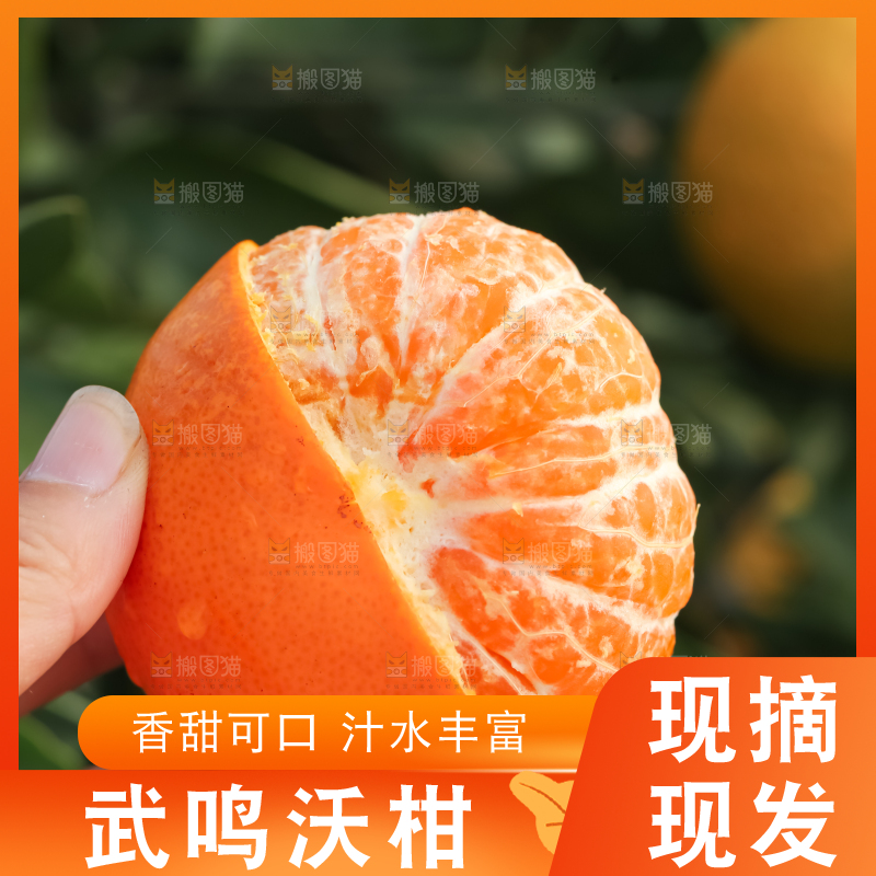 手里拿着新鲜沃柑